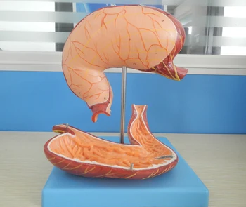 Modelul anatomice de Stomac